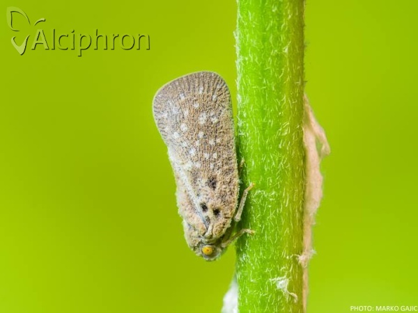 Metcalfa pruinosa