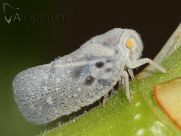 Metcalfa pruinosa