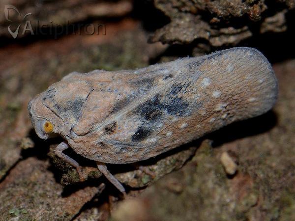 Metcalfa pruinosa