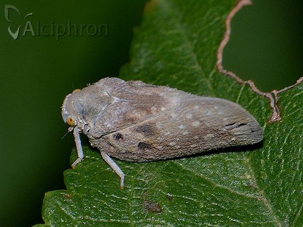 Metcalfa pruinosa