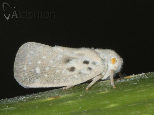 Metcalfa pruinosa