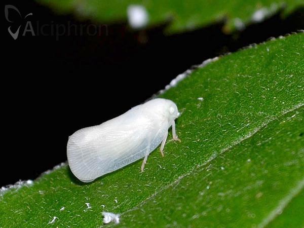 Metcalfa pruinosa
