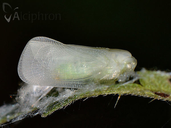 Metcalfa pruinosa