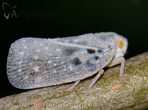 Metcalfa pruinosa