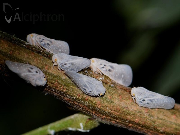 Metcalfa pruinosa