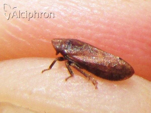 Tettigometra impressopunctata
