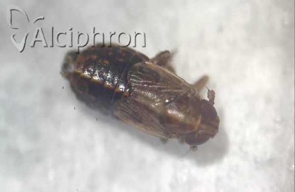 Ribautodelphax albostriatus