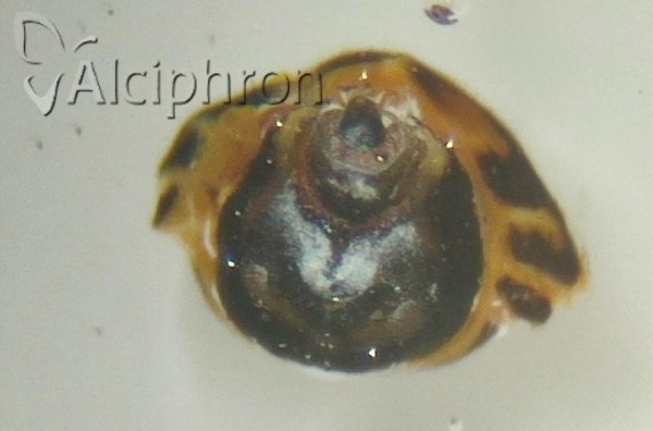 Ribautodelphax albostriatus