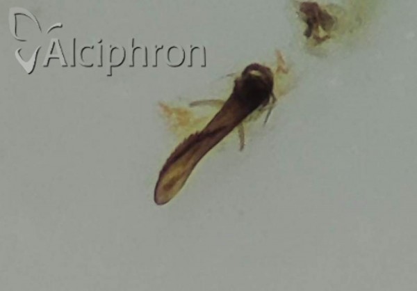 Ribautodelphax albostriatus
