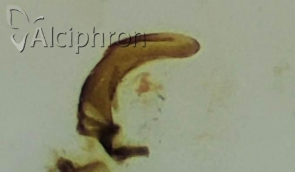 Ribautodelphax albostriatus