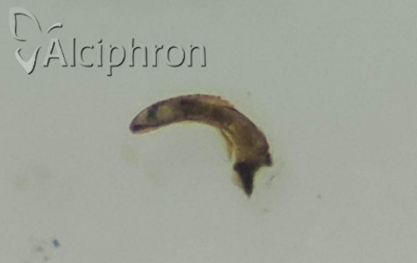 Ribautodelphax albostriatus