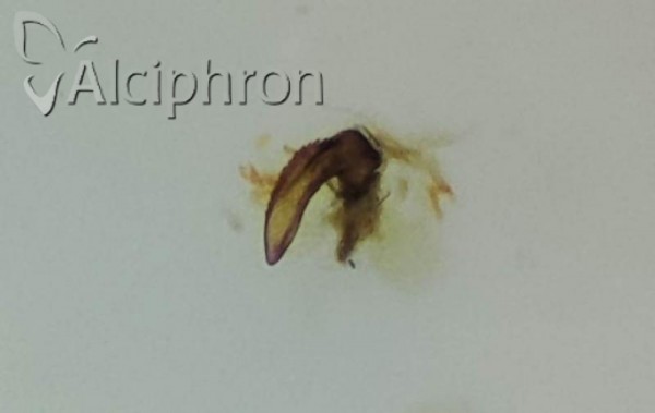 Ribautodelphax albostriatus