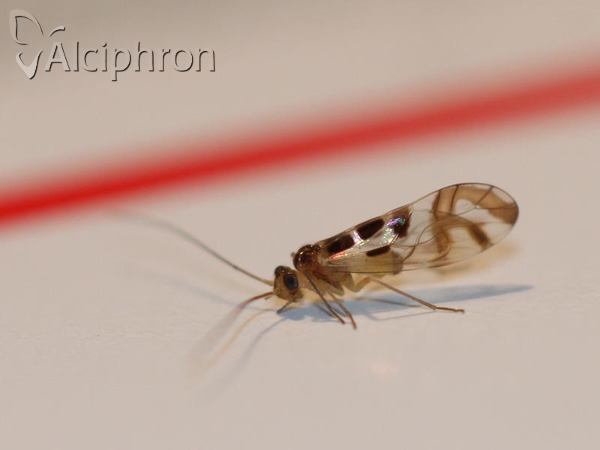Graphopsocus cruciatus