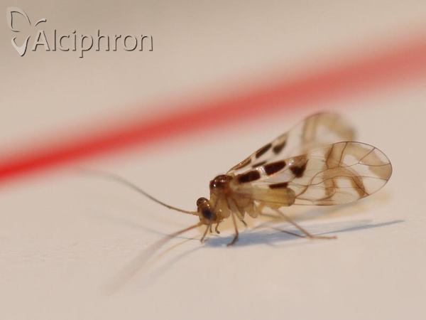 Graphopsocus cruciatus