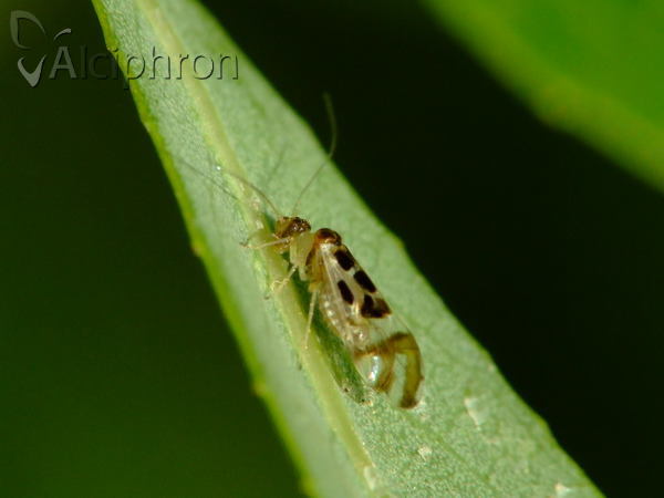 Graphopsocus cruciatus