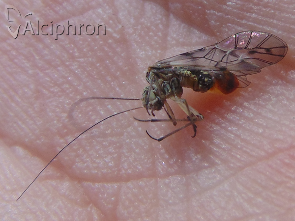 Psococerastis gibbosa