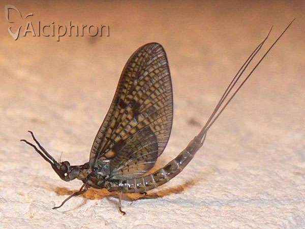 Ephemera vulgata