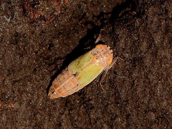 Doratura impudica