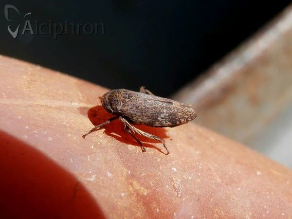 Selenocephalus obsoletus