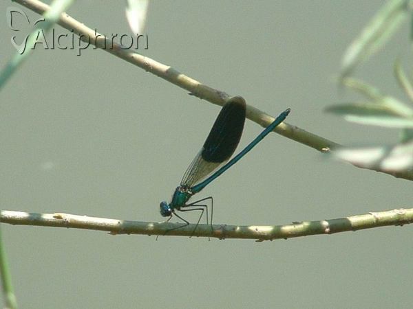 Calopteryx splendens