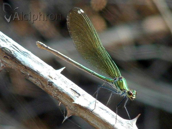 Calopteryx splendens