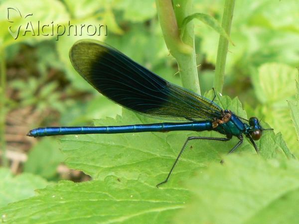 Calopteryx splendens