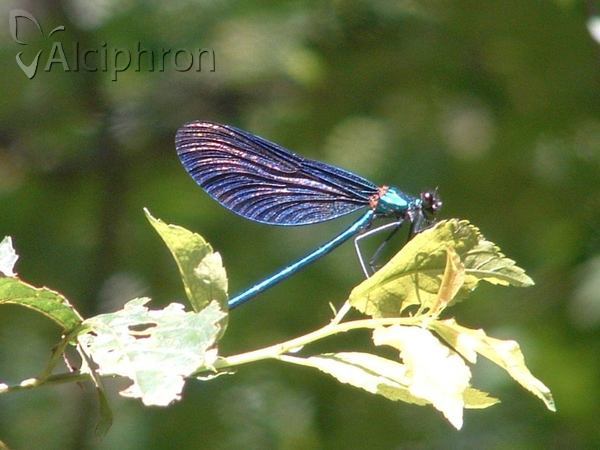 Calopteryx virgo