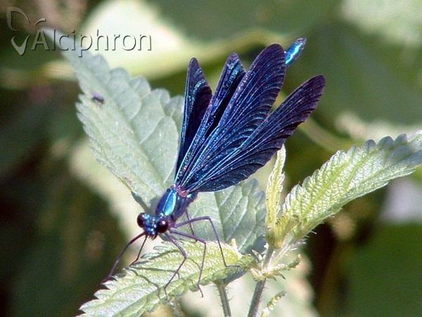 Calopteryx virgo