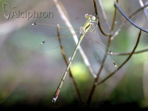 Lestes barbarus