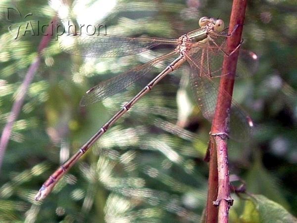 Lestes barbarus