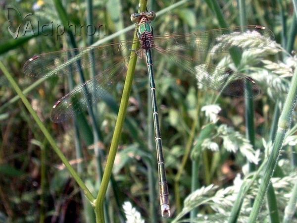 Lestes barbarus