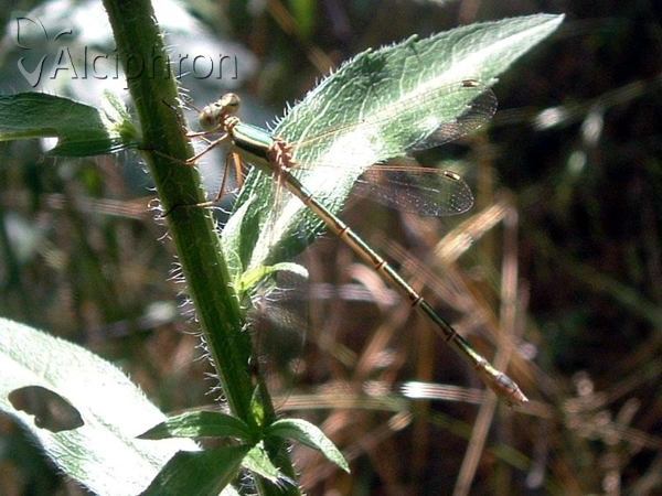 Lestes barbarus