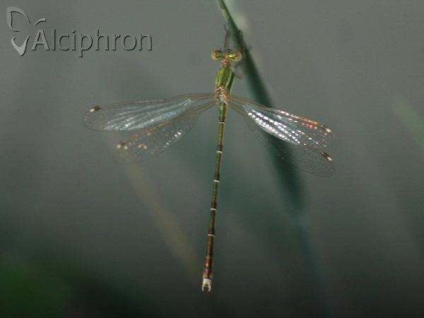 Lestes barbarus
