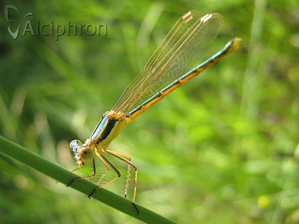 Lestes barbarus