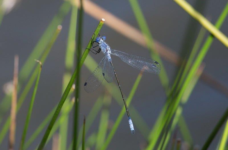 Lestes macrostigma
