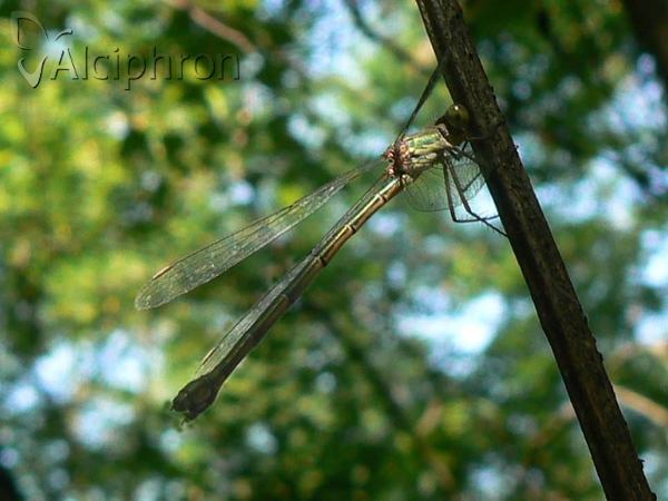 Lestes parvidens