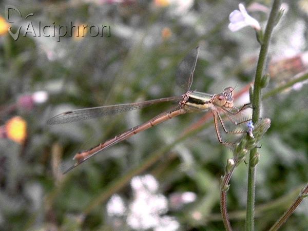 Lestes virens