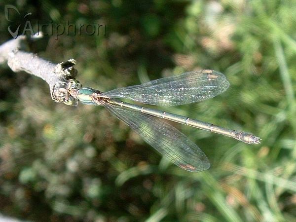 Lestes virens