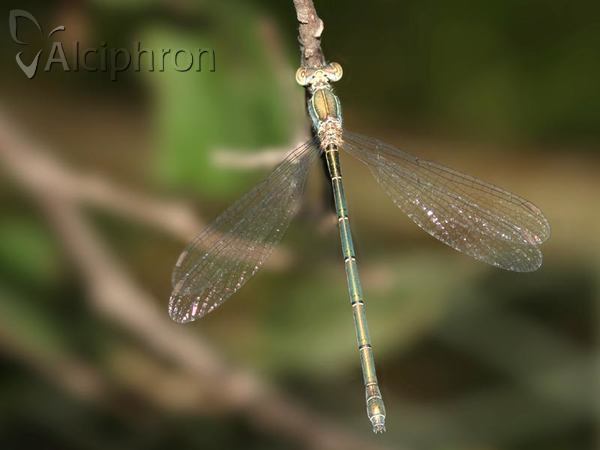 Lestes virens