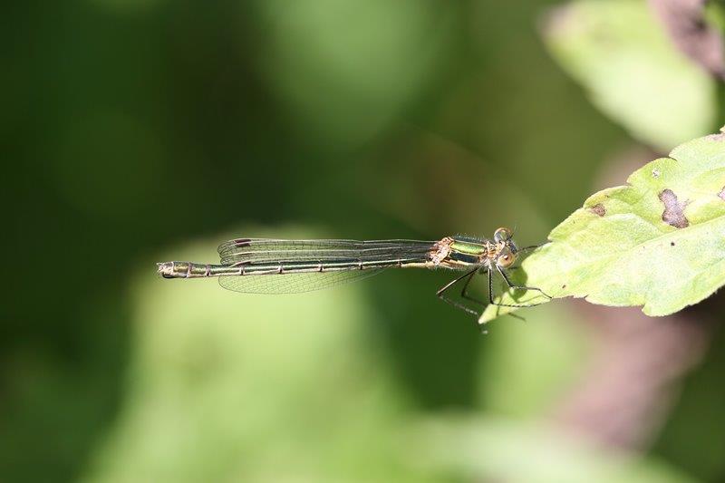 Lestes viridis