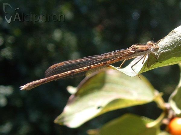 Sympecma fusca