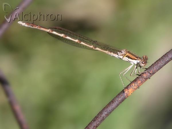 Sympecma fusca