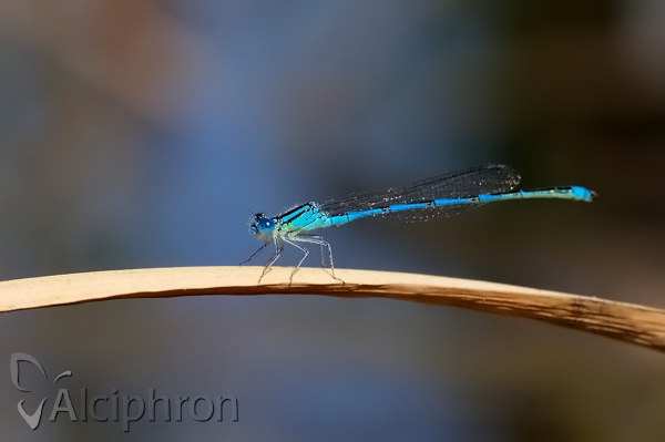 Erythromma lindenii