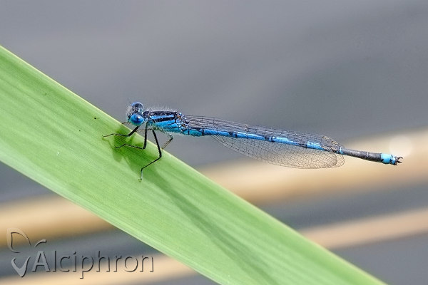 Erythromma lindenii