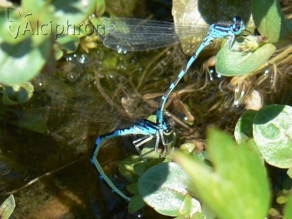 Coenagrion ornatum