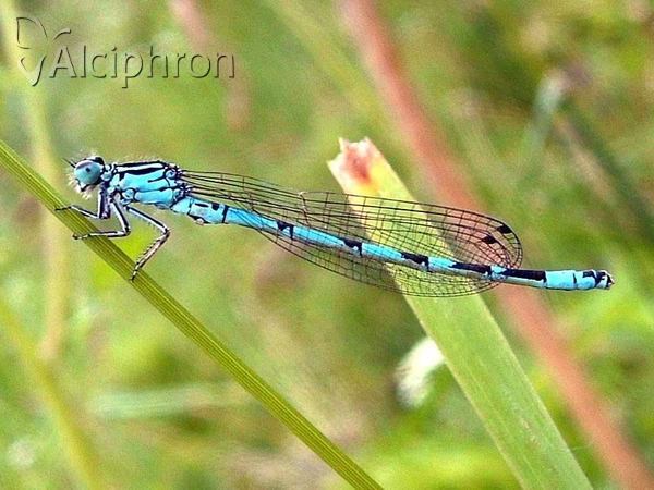 Coenagrion ornatum