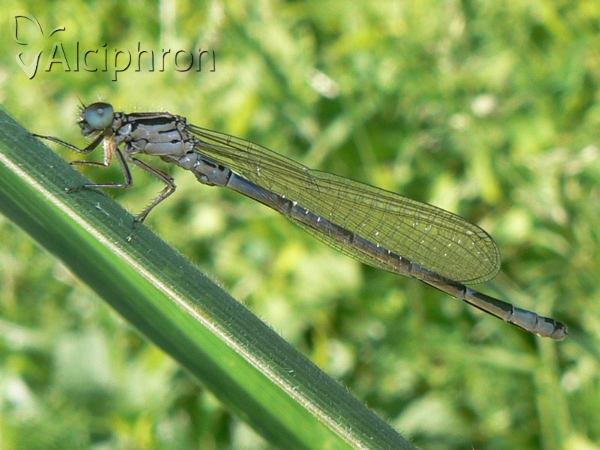 Coenagrion ornatum
