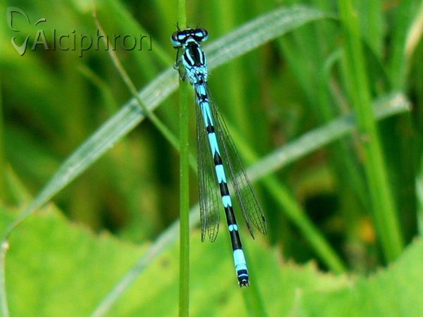 Coenagrion ornatum