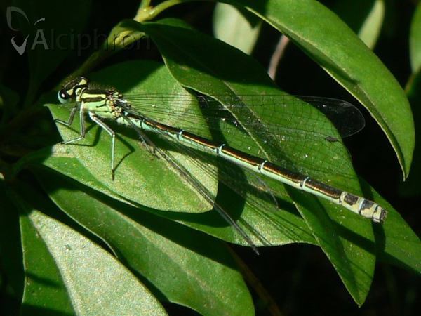 Coenagrion puella