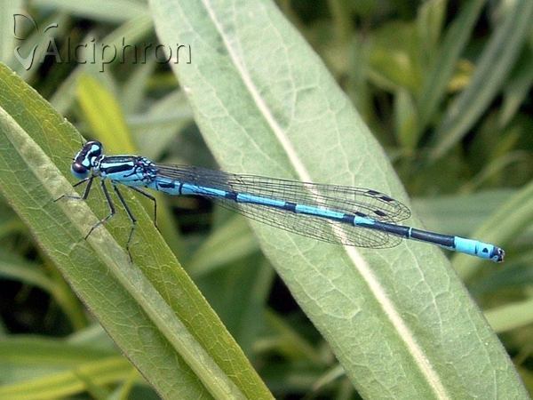 Coenagrion puella